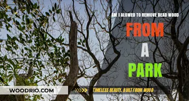 Pruning the Park: A Guide to Safely Removing Dead Wood