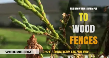 Are Bagworms Damaging Your Wood Fence? Learn the Risks and Solutions