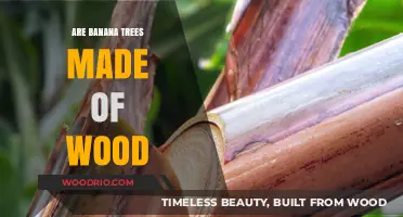Unveiling the Truth: Are Banana Trees Really Wooden Wonders?