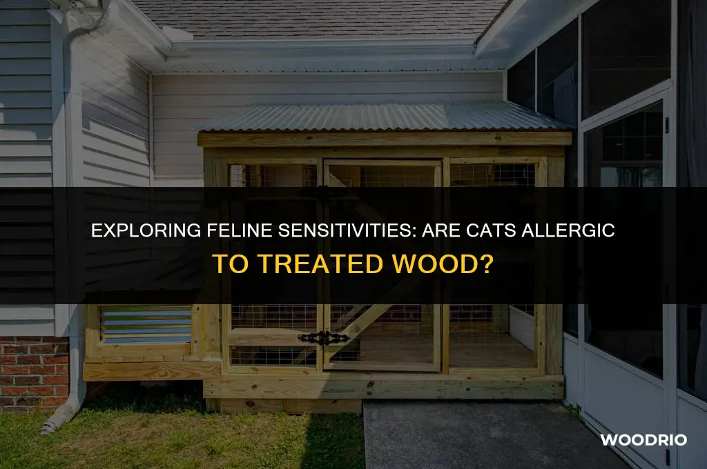 are cats allergic to treated wood