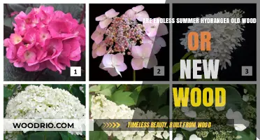 Endless Summer Hydrangea: Old Wood or New Wood Bloomers?