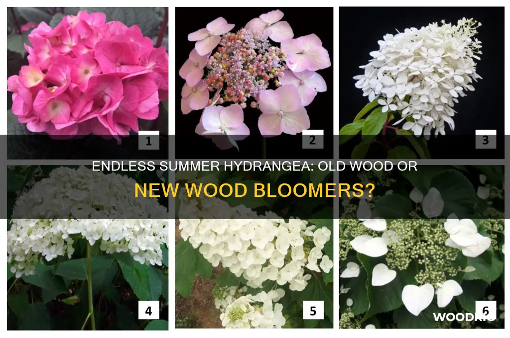 are endless summer hydrangea old wood or new wood