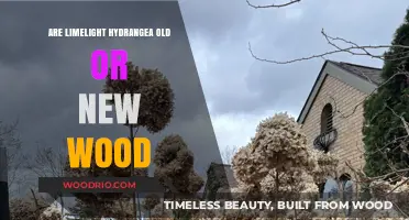 Limelight Hydrangea Pruning Guide: Old Wood vs. New Wood