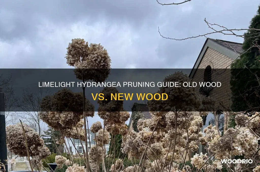 are limelight hydrangea old or new wood