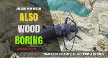 Longhorn Beetles and Wood: Exploring Their Borrowing Habits