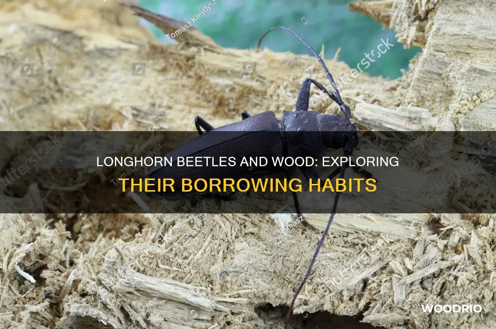 are long horn beetles also wood boring