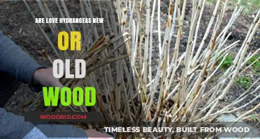 Love Hydrangeas: New vs. Old Wood Pruning Secrets Revealed