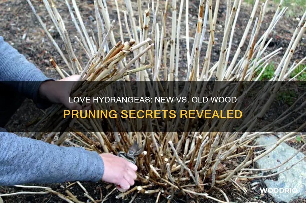 are love hydrangeas new or old wood