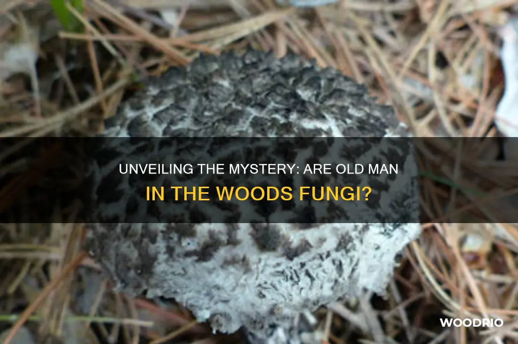 are old man in the woods fungi