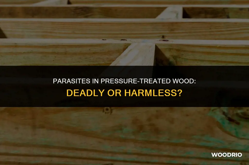 are parasites deadly from pressure treated wood