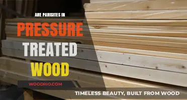 Unveiling the Truth: Do Pressure-Treated Woods Harbor Parasites?