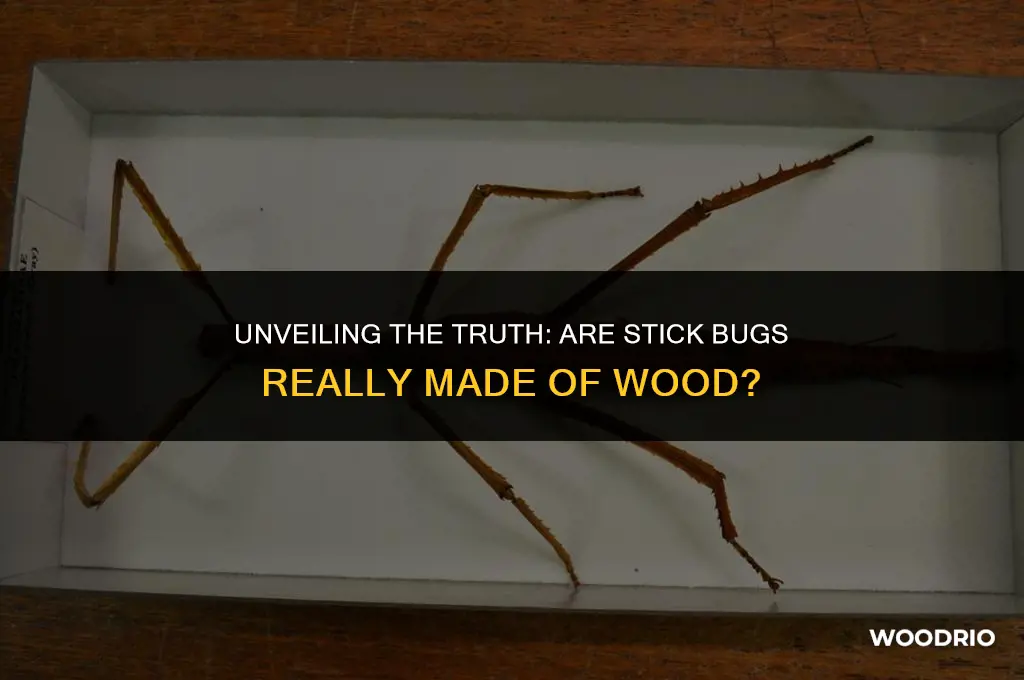 are stick bugs made of wood