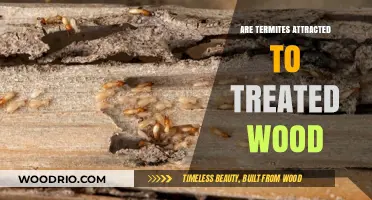 Do Termites Still Crawl on Treated Wood? Facts You Need to Know