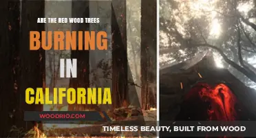 Inferno in the Redwoods: California's Iconic Trees Under Threat