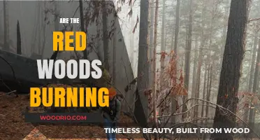 Inferno in the Redwoods: A Critical Look at the Devastating Wildfires