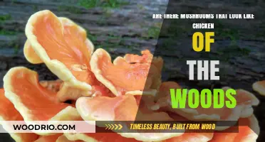 Exploring Edible Lookalikes: Chicken of the Woods Mushroom Twins