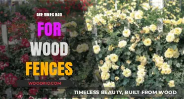 Are Vines Harmful to Wood Fences? Pros, Cons, and Care Tips