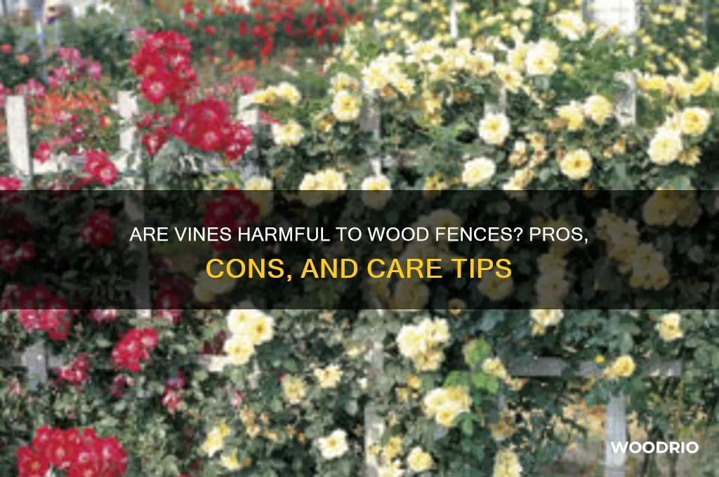 are vines bad for wood fences