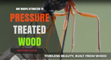 Unveiling the Truth: Wasps and Pressure-Treated Wood Attraction