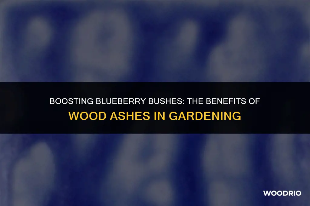 are wood ashes good for blueberry bushes