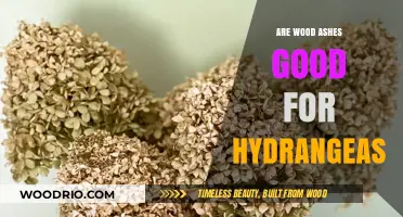 Nurturing Hydrangeas: The Benefits and Uses of Wood Ashes in Gardening