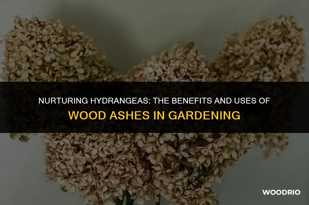 are wood ashes good for hydrangeas