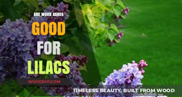 Nurturing Lilacs: The Benefits of Wood Ashes in Your Garden
