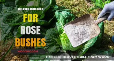Nurturing Roses: The Benefits of Wood Ashes in Your Garden