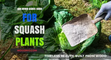 Nurturing Squash Plants: The Benefits of Using Wood Ashes in Your Garden
