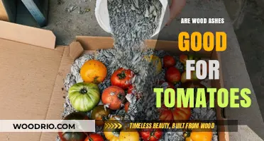 Boosting Tomato Growth: The Benefits of Wood Ashes in Gardens