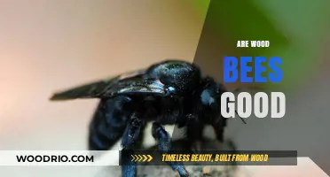 The Buzz on Wood Bees: Are They Really Good for Your Garden?
