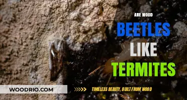 Wood Beetles vs. Termites: Understanding the Differences and Similarities
