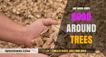 Mulching with Wood Chips: Benefits and Best Practices for Tree Health