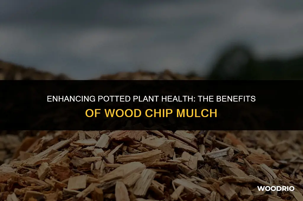 are wood chips good for mulch potted plants