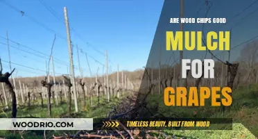 Exploring Wood Chips as an Effective Mulch for Grapevines
