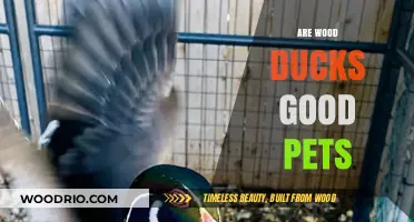Wood Ducks as Pets: A Comprehensive Guide to Their Care and Suitability