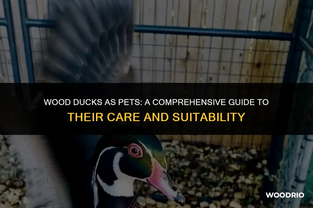 are wood ducks good pets