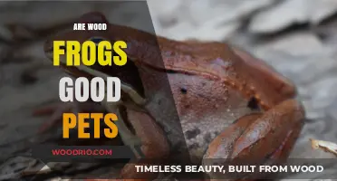 Exploring the Pros and Cons: Wood Frogs as Unique Pets