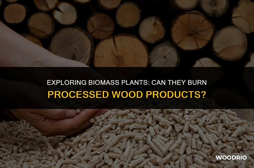can a biomass plant burn processed wood products