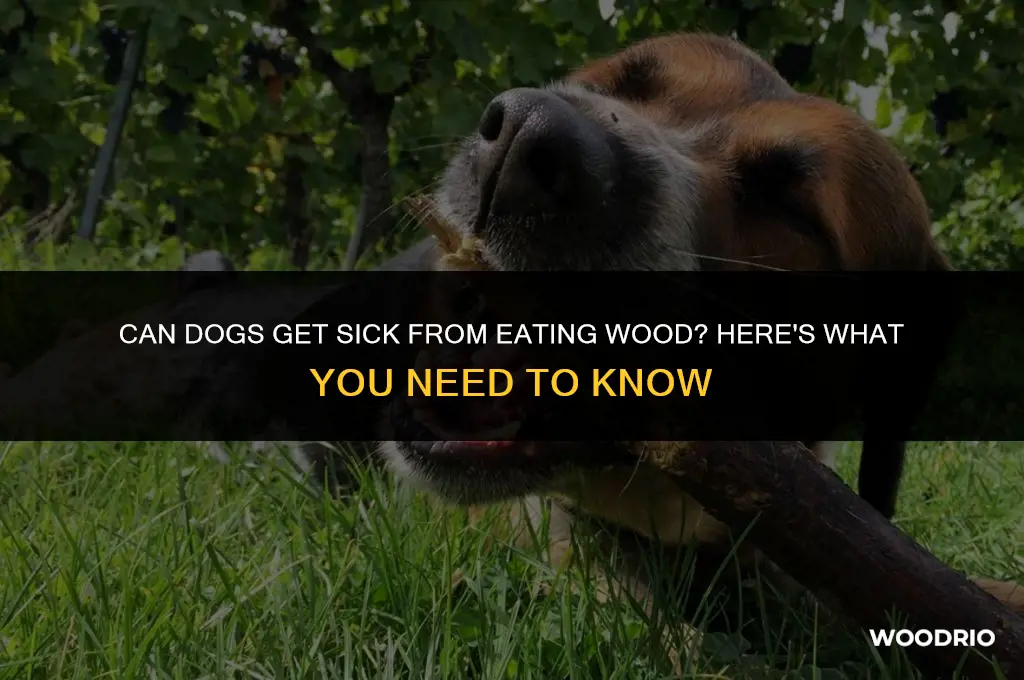 can a dog puke from eaging too much wood