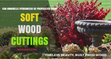 Propagating Annabelle Hydrangeas: A Guide to Softwood Cuttings Success