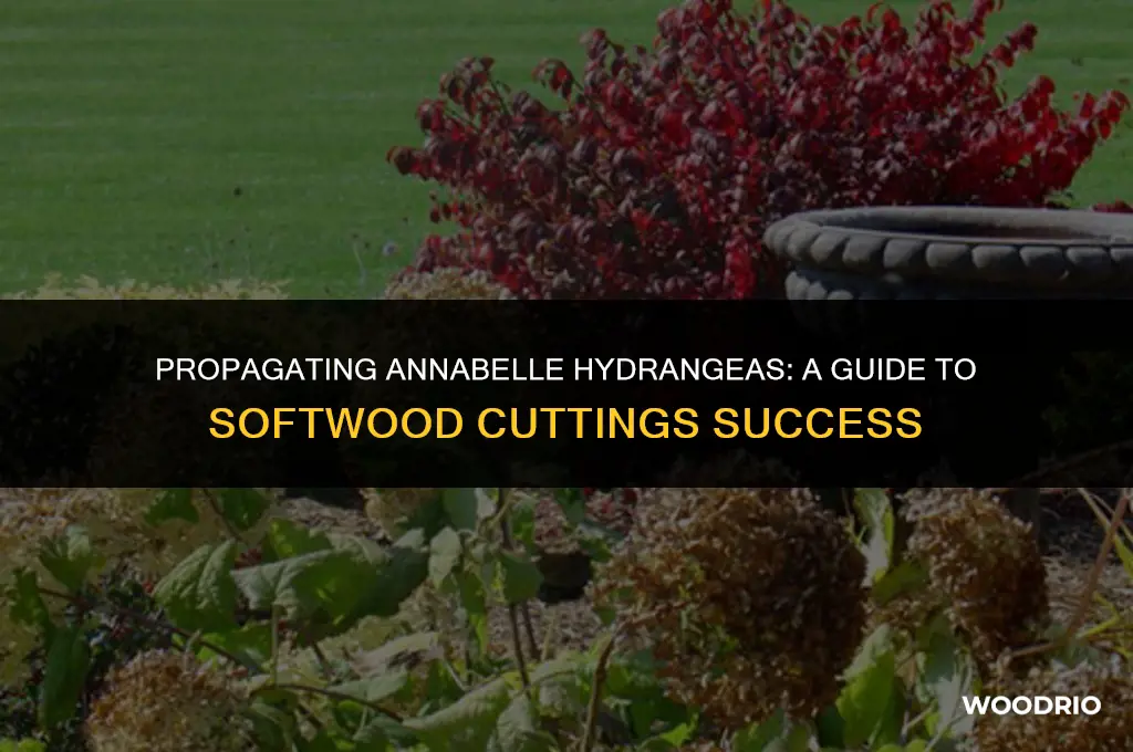 can annabelle hydrangeas be propagated from soft wood cuttings