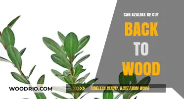 Reviving Azaleas: The Art of Pruning to Woody Stems