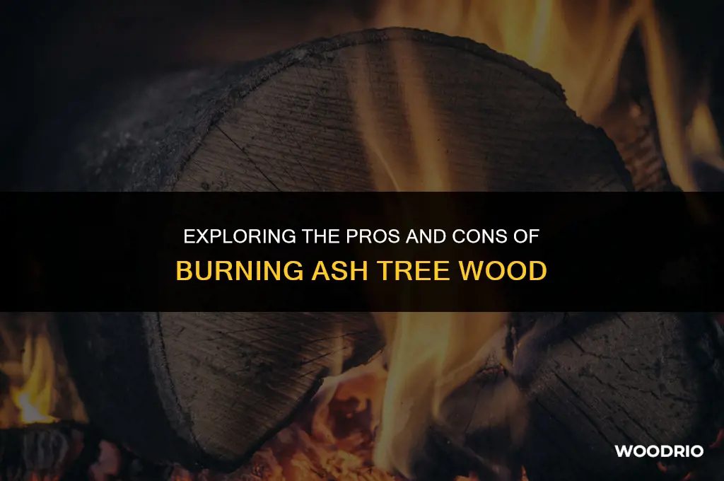 can i burn ash tree wood