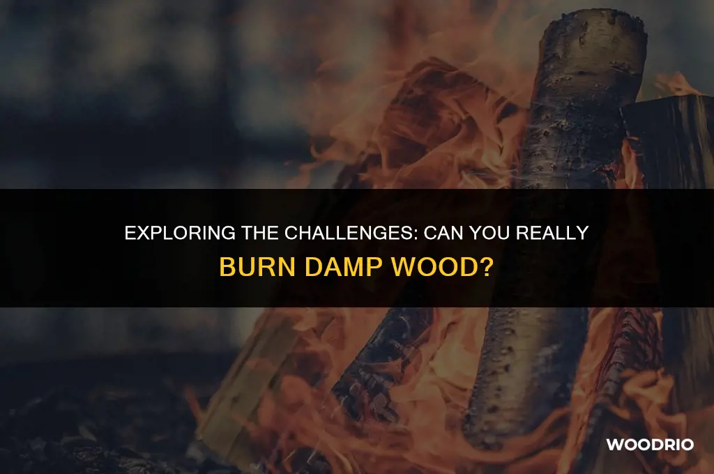 can i burn damp wood