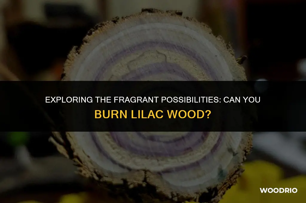 can i burn lilac wood
