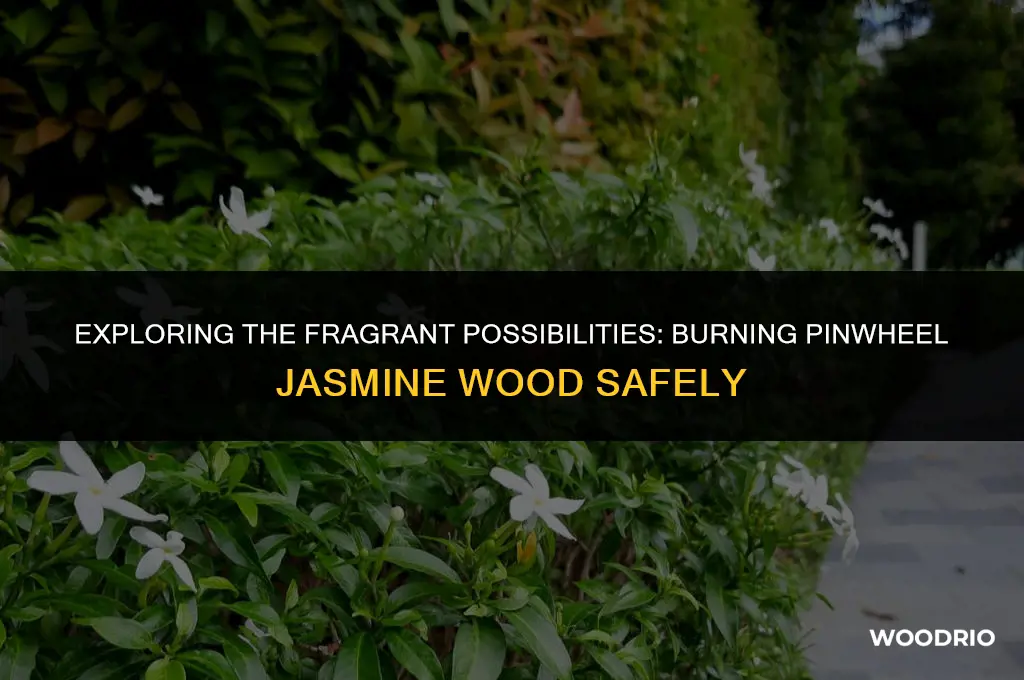 can i burn pinwheel jasmine wood