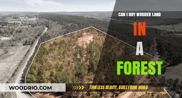 Buying Wooded Land in a Forest: Legalities, Costs, and Considerations