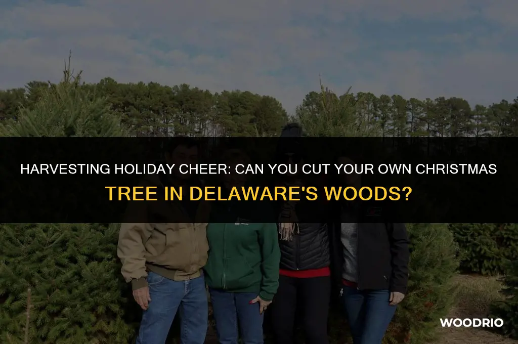 can i cut christmas pine tree from woods in delaware