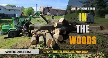 Considering Tree Removal in the Woods: A Comprehensive Guide